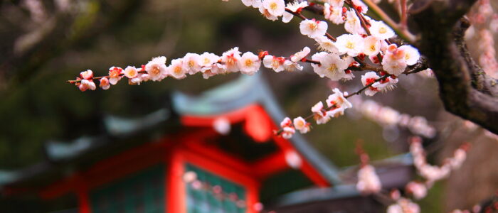 荏柄天神社の梅